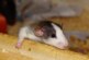 Китайские ученые заставили самцов крыс рожать