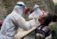 Птичий грипп в Китае. Что стоит за первым случаем заражения штаммом H10N3