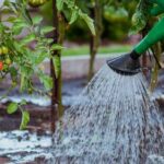 Ученые создали гель, который позволит поливать огород раз в неделю
