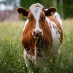 Верховный суд отказался признавать корову источником повышенной опасности
