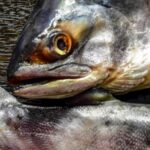 NRK: Ужасающее нашествие «русского лосося» угрожает экосистеме Норвегии