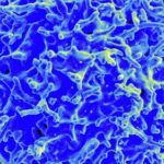 Ученые оценили роль клеточного иммунитета в борьбе с COVID-19