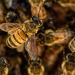 В США мужчина умер после 300 укусов агрессивных пчел