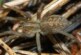Создано лекарство от инфаркта из смертельного яда пауков