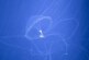 В Охотском море поймали необычную медузу: занесло теплыми водами