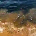 Туристы пожаловались на море в Крыму: черная, вонючая вода