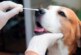 В Нидерландах 22% кошек и собак в домах с заразившимися SARS-CoV-2 также инфицировались