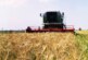 В России ожидают богатый урожай: но цены на продовольствие будут расти