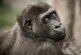 В Бельгии женщину не пускают в зоопарк из-за «романа» с 38-летним шимпанзе