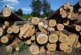 Ученые нашли экономичный способ переработки опилок на лесозаготовках