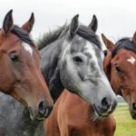 Разгадана тайна происхождения современных лошадей: хватило пары генов