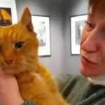 В петербургский музей Анны Ахматовой вернулся пропавший кот Ося