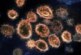 КНР назвала доклад США о происхождении коронавируса ненаучным — РИА Новости, 30.10.2021
