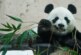 Ученые выяснили, зачем пандам контрастная окраска