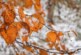 Растения предсказали в России зиму с резкими перепадами температуры — РИА Новости, 03.11.2021