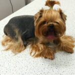 Ветеринары сломали йорку позвоночник во время чистки зубов: собака умерла
