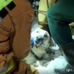 Спасатели в Москве освободили застрявшую в калитке собаку — РИА Новости, 01.01.2022