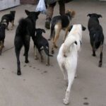 Появилась третья жертва бездомных собак в московском поселке Северный