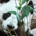 Близнецов-детенышей панды впервые представили публике в зоопарке Токио — РИА Новости, 12.01.2022
