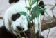 Близнецов-детенышей панды впервые представили публике в зоопарке Токио — РИА Новости, 12.01.2022