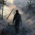 Ситуация в Арктике накаляется: «зомби» уничтожают леса