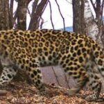 Леопарда, впервые снятого на видео восточнее Транссиба, назвали Казановой — РИА Новости, 27.01.2022