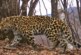 Леопарда, впервые снятого на видео восточнее Транссиба, назвали Казановой — РИА Новости, 27.01.2022