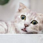 Ученые в США нашли у кошек опасный для человека коронавирус