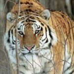 В Приморье сняли на видео «общение» амурского тигра и вороны — РИА Новости, 06.01.2022