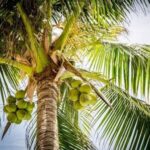 Дорога из кокоса: российские ученые создали новый композит из растения