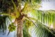 Дорога из кокоса: российские ученые создали новый композит из растения