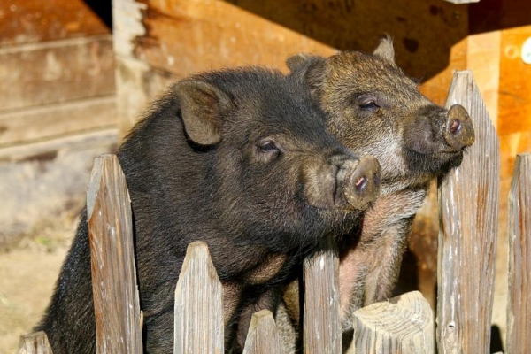 Учёные разработали алгоритм, расшифровывающий хрюканье свиней