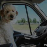 7 мифов о личном авто, в которые верят неопытные водители