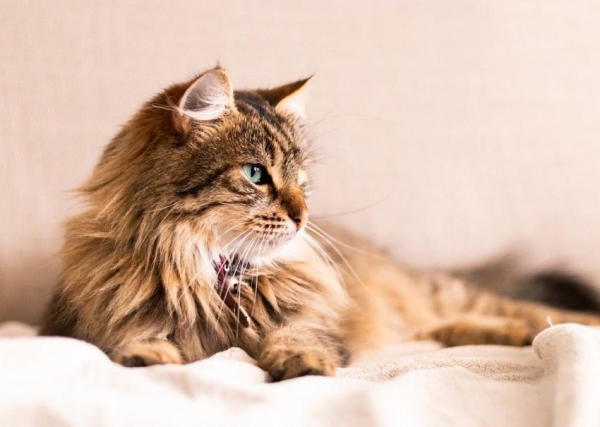 Японские ученые рассказали о необычных способностях памяти у домашних кошек