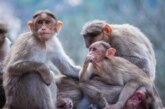 Вирусолог рассказал о вспышке обезьяньей оспы в Мадриде: «Может быть, теракт»