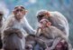 Вирусолог рассказал о вспышке обезьяньей оспы в Мадриде: «Может быть, теракт»