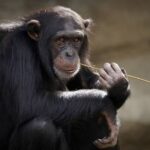 Оспу обезьян назвали не опасной для рожденных до 1980 года