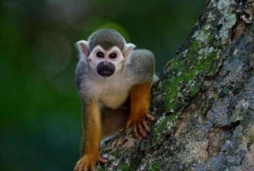 Эксперт по биооружию очень тревожно высказался про оспу обезьян