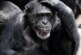 Ученые назвали болезни приматов, представляющие угрозу человечеству