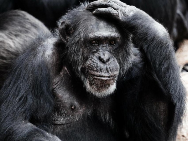 Ученые назвали болезни приматов, представляющие угрозу человечеству
