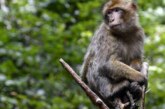 Эксперты оценили возможность пандемии оспы обезьян: масштабы COVID нереальны