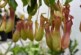 Ботаники обнаружили в Индонезии хищное растение, которое охотится под землей