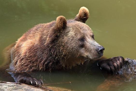 В Якутии вахтовики взорвали дикого медведя