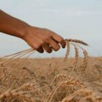 В России начала действовать система отслеживания зерна: фермеры реагируют неоднозначно