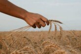 В России начала действовать система отслеживания зерна: фермеры реагируют неоднозначно