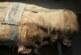 В Великобритании на чердаке дома найдена голова древнеегипетской мумии