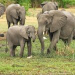 Противостояние человека и слона заканчивается трагедией: Животные убивают 5 человек