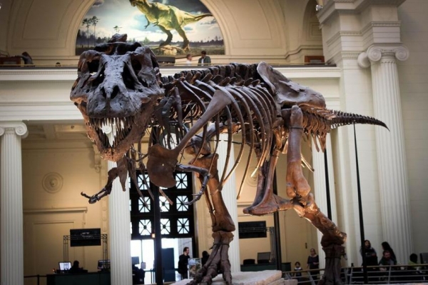 Палеонтологи выяснили, почему у динозавров были маленькие передние лапы