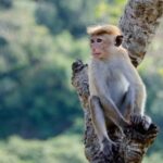 В обезьяньей оспе заподозрили венерическое заболевание