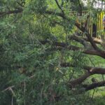 Первые пострадавшие от урагана в Москве: упал знак, упало дерево